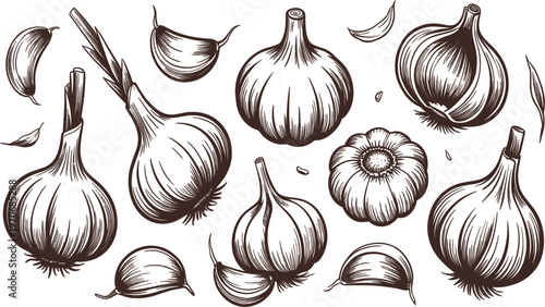 Garlic hand drawn sketch collection, fresh vegetable bulbs and cloves isolated on white background vector