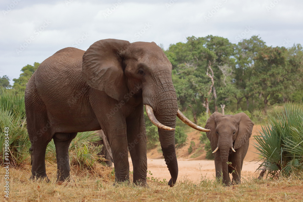 Obraz premium Afrikanischer Elefant / African elephant / Loxodonta africana