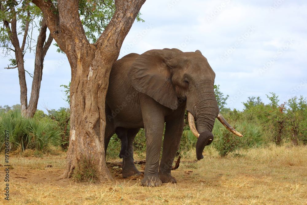 Fototapeta premium Afrikanischer Elefant / African elephant / Loxodonta africana