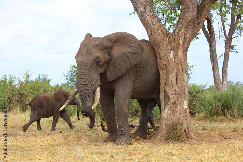 Obraz premium Afrikanischer Elefant / African elephant / Loxodonta africana