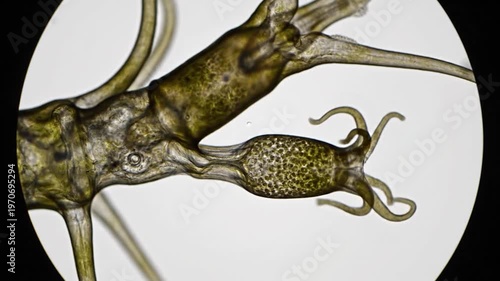 Microscopic view of a biological specimen showing intricate cellular structures and organic textures under magnification