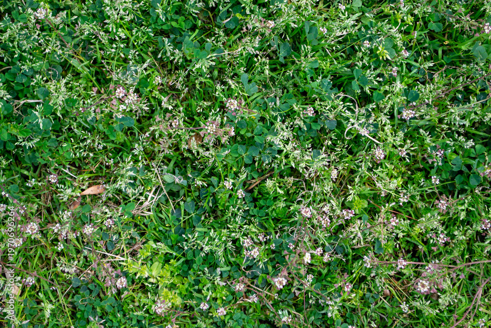 Obraz premium Top View of Natural Green Grass and Wild Tiny Flowers Texture - Floral Background