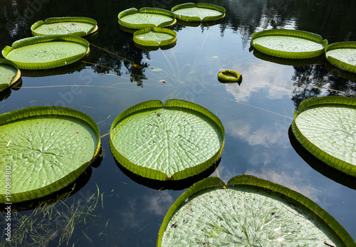 Giant Amazon water lily (Victoria Amozonica) on a pond in Binjiang Forest Park at mouth of Huangpu River, Pudong, Shanghai, China.