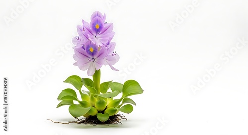 Water hyacinth isolated on white background with branding space
