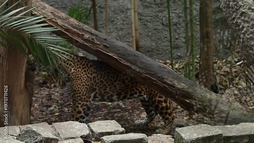 Impressive jaguar walking in the jungle