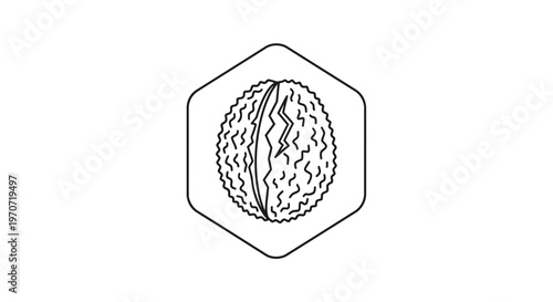 Simple Line Art Icon of a Walnut Half Inside a Hexagon