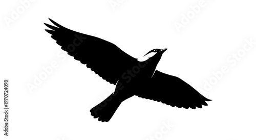 flying bird silhouette vector illustration