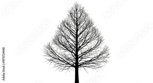 bare tree silhouette vector illustration on white background