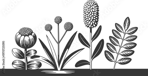 Set of four different stylized botanical plants and flowers in black and white vector illustration