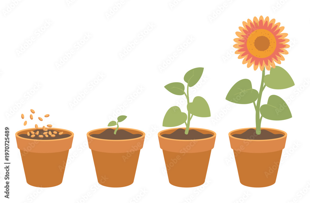 Obraz premium Flower growth stages vector set, seed sprout fully bloomed phases, cute cartoon plant life cycle, cultivation education visuals, isolated illustrations