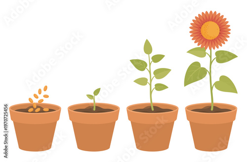Flower growth stages vector illustrations, seed sprout bloom phases, cute plant life cycle, educational cultivation and plant evolution visuals, isolated design