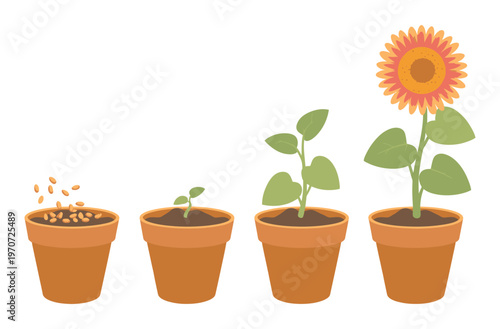 Flower growth stages vector set, seed sprout fully bloomed phases, cute cartoon plant life cycle, cultivation education visuals, isolated illustrations