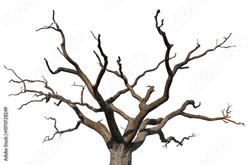 Dry bare tree with many gnarled branches on transparent background symbolizing nature, season, and environment