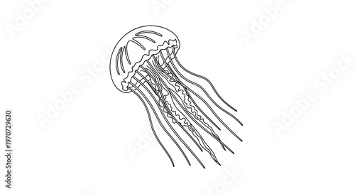 Jellyfish Outline Drawing, Marine Life, Ocean Creature, Underwater Animal, Simple Line Art