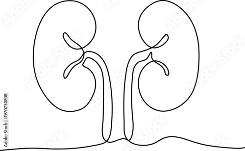 Minimalist Continuous Line Illustration of Human Kidneys Representing Anatomy Health and Abstract Medical Concept