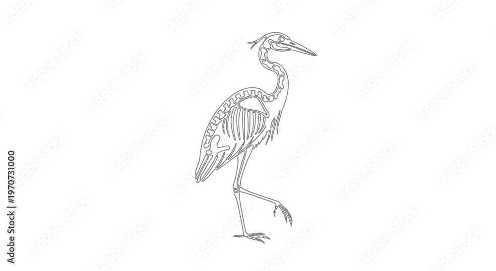 Obraz premium Heron Skeleton Anatomy Illustration
