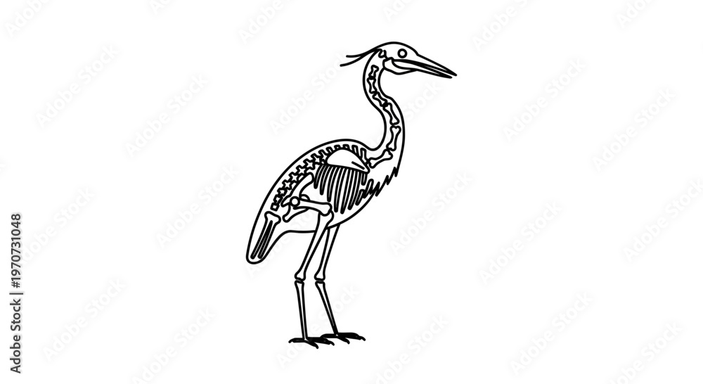 Obraz premium Heron Skeleton Anatomy Outline Illustration