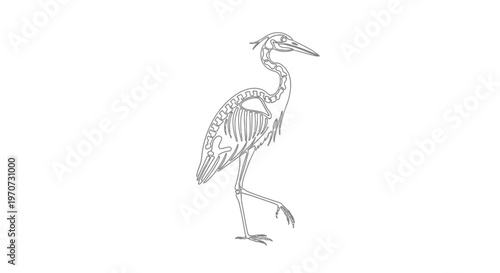 Heron Skeleton Anatomy Illustration