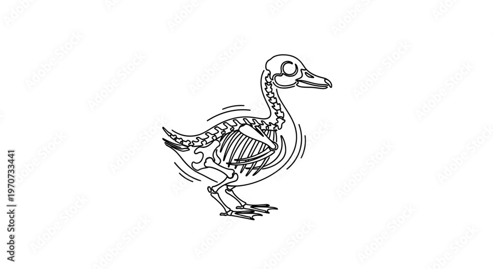 Fototapeta premium Duck Skeleton Anatomy Illustration - Line Art