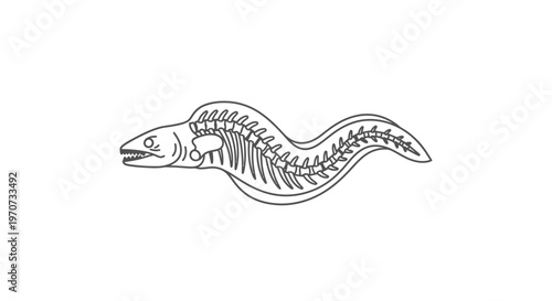 Eel Skeleton Anatomy Illustration - Marine Life X-Ray