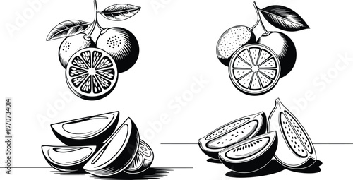 Set of hand drawn citrus fruits and slices, vector illustration