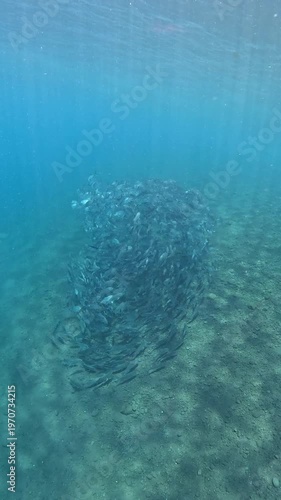 Slow motion school of Bigeye Trevally (Caranx sexfasciatus), 4K UHD footage, Tulamben Bali Indonesia. Natural synchronized behavior in reef ecosystem, marine biodiversity, open water copy space.
