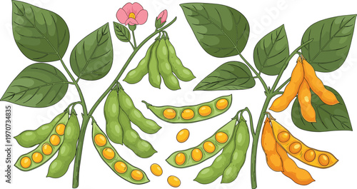 Illustration Set of Soybean Plants with Pods, Seeds, Leaves, and Flower for Agriculture, Farming, and Botanical Design Projects