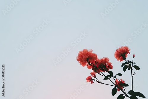 flowers in the sky