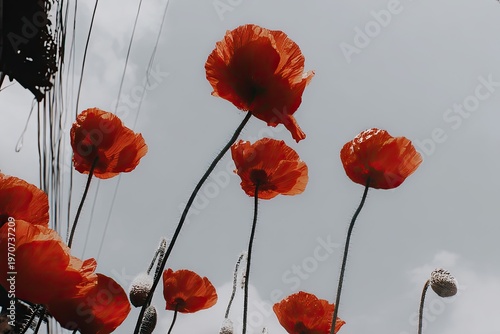 poppy flowers against blue sky