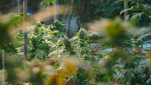 Organic marijuana cultivation facility in Thailand with natural lighting