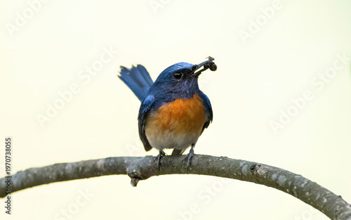 Photography Birds and animals in wild nature