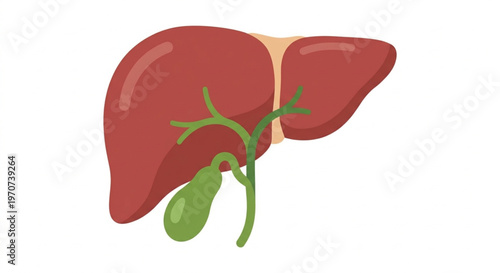 Human Liver Anatomy Illustration with Gallbladder and Bile Duct in Flat Design Style