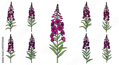 Collection of vibrant purple fireweed flowers with green leaves arranged in a pattern on a white background