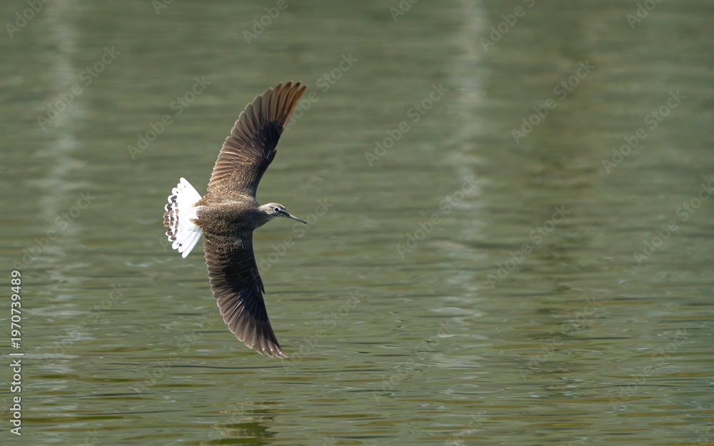Fototapeta premium Beautiful bird in the wild life of Nepal.