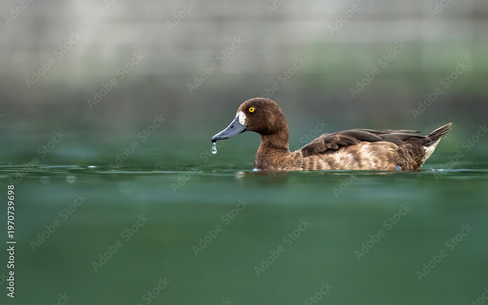 Fototapeta premium Beautiful bird in the wild life of Nepal.
