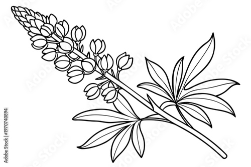 coloring page line art the lupine flower black vector