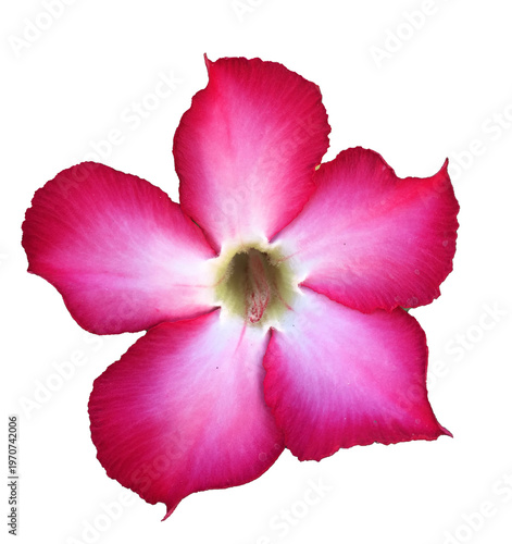 pink adenium flower isolated on white background.