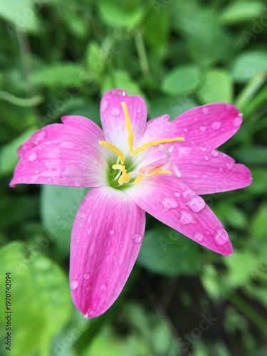 beautiful pink Zephyranthes flower in the garden
