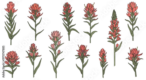 Collection of diverse Indian Paintbrush wildflowers in various stages of bloom with green stems and leaves