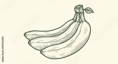 Hand Drawn Sketch of a Bunch of Bananas with Detailed Linework.