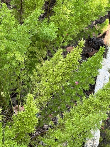close up of fresh green Foxtail Fern leaves on the ground.