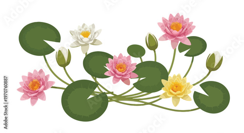 Flat lay of pink, yellow, and white water lilies with green leaves on a white background.