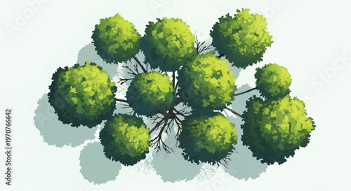 Top view tree vector illustration, green foliage landscape plan element, architectural site map vegetation, overhead garden plant design