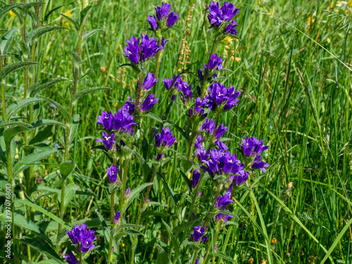 Vibrant purple wildflowers clustered bellflowers blooming in a natural meadow on a sunny summer day
