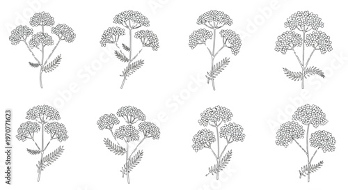 Collection of delicate botanical line art illustrations of yarrow flowers with detailed leaves and stems on a white