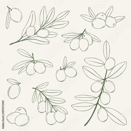 Whimsical hand drawn olive set in green line art style with branches, leaves and fruits. Mediterranean organic vector illustration for olive oil packaging, food branding, menu and eco design.
