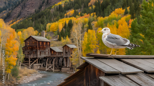 Autumn in Crystal Mill, Colorado Landscape, A young seagull is sitting on a wooden hut.