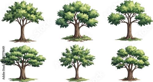 Watercolor oak tree collection, set of 6 green deciduous trees with brown trunks, hand drawn botanical vector illustrations for landscape design