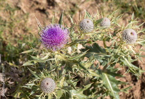 Foto thistle — plant flowering on subalpine meadows in autumn, a multitude of plants,