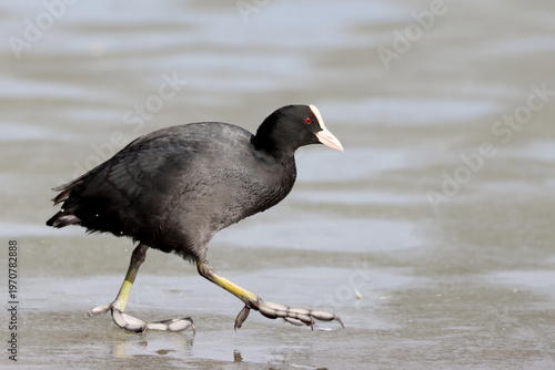 Photography Coot
